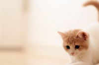 广州哪里有收养猫猫的？ 广州哪里可以领养猫咪
