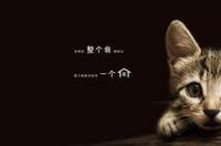 哪些网站可以领养猫咪？ 宠物领养网站推荐