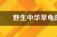 中华草龟可以驯养吗？ 野生中华草龟