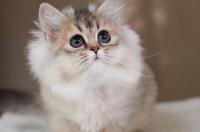 金渐层猫优缺点？ 金渐层猫性格优缺点