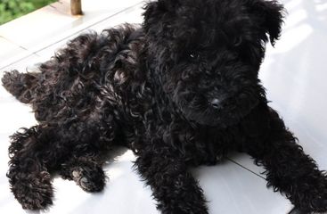 凯利蓝梗的日常护理 定期给该犬修理毛发