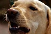 拉布拉多犬大概能活多久？ 拉布拉多犬能活几年