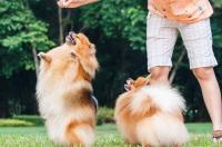 万能梗好养吗 万能梗饲养方法 万能梗适合家养吗