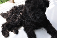 梗类犬是什么意思? 凯利蓝梗造型