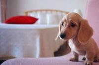 三个月的腊肠犬能吃人的食物吗？ 腊肠犬掉毛严重吗
