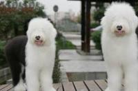 2个月大的古牧(古代牧羊犬)怎么养? 古代牧羊犬缺点