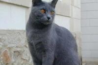 卡尔特猫和蓝猫区别？ 法国卡尔特猫