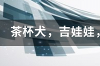 茶杯犬是什么啊？ 茶杯犬吉娃娃