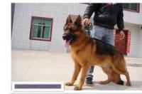 正宗德牧哪里买？ 德国牧羊犬去哪里买