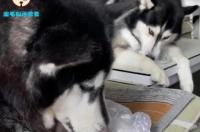 哈士奇智力排名？ 哈士奇智商排名多少