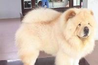 松狮犬优点和缺点？ 小型松狮犬特点