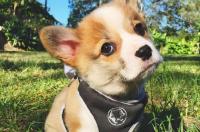 柯基犬的价格 小柯基50元一只