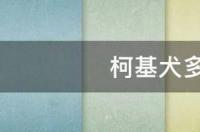 柯基几个月训练最好？ 柯基犬几个月开始训听话