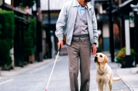 导盲犬都有什么种类？ 导盲犬的品种有哪些