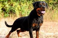 边境牧羊犬厉害还是罗威纳犬厉害？ 最新罗威纳犬打架