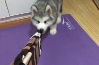 家里有一只幼犬得了犬冠状病毒，已经隔离了，打了三天针治好了，什么时候能接它回家和其他狗放一起啊？还？ 狗狗冠状病毒第几天最严重