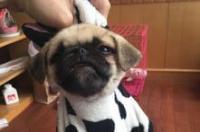 一般的巴哥犬价格？ 巴哥犬价格大概多少