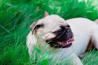 为什么很少人养巴哥犬？ 哪些人不适合养巴哥犬