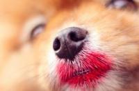 英系博美俊介是什么颜色？ 英版博美