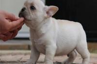 斗牛犬和法牛犬有什么区别？ 法牛犬和法斗犬有什么区别