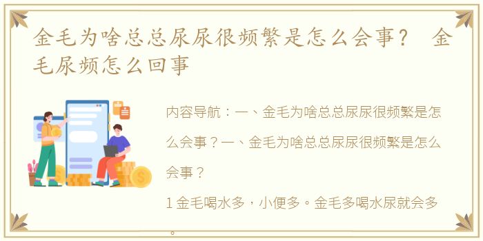 金毛为啥总总尿尿很频繁是怎么会事？ 金毛尿频怎么回事
