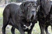 比特犬与加纳利犬哪个更凶猛善战一些？ 扭玻利顿犬 比特犬