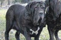 十大猛犬排行榜是怎么样的？全球十大凶犬排名有哪些呢？ 扭玻利顿犬清尸