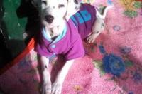 像斑点狗的是什么狗？ 斑点狗属于什么型犬