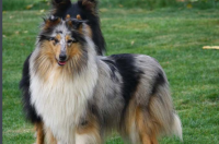 什么是柯利犬包括哪些？ 柯利犬是什么犬