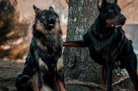 杜宾犬和德牧犬那个好？ 德牧和杜宾哪一个适合家养