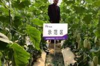 为什么化肥能够促进农业生产？ 中国农业化肥网