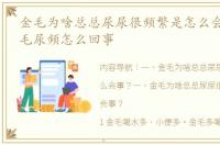 金毛为啥总总尿尿很频繁是怎么会事？ 金毛尿频怎么回事