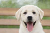 犬焦虫病症状？ 焦虫病的狗能活多久
