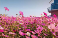 海花岛旅游攻略自由行最佳线路？ 旅游攻略自由行