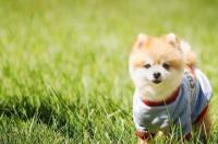 犬细小早期家中治疗方法？ 小狗的细小病毒怎么治
