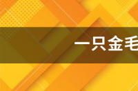 一只金毛幼犬要多少钱？ 金毛多少一只