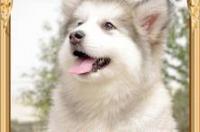 马士提夫犬多少钱一只？ 马士提夫犬多少钱