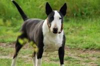 世界10大名犬都有哪些？ 世界十大猛犬有哪些