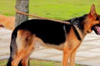 ASS币牧羊犬币为什么这么火 牧羊犬币最新消息