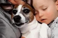 请问体内驱虫药犬心保什么时候喂比较好？ 犬心保驱虫药怎么样