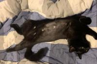 怎么训练猫咪说话？ 猫怎么训练听话