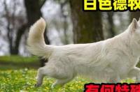 瑞士牧羊犬，多大？ 瑞士牧羊犬