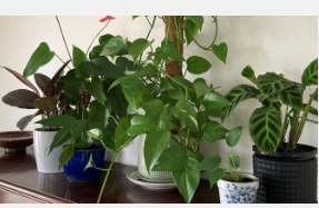 植物清除空气中的致癌毒素