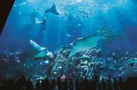 海底世界和海洋公园有啥区别？ 海洋公园