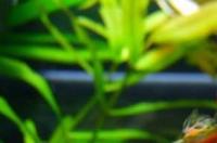 杂袍孔雀鱼长大好看吗？ 杂袍孔雀鱼会出极品吗