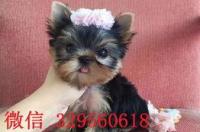 一只纯种的小约克夏（2个月左右）要多少钱？ 约克夏多少钱一只 纯种