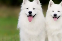 求世界名犬排行榜，有哪些比较靠前的？ 名犬大全排行榜