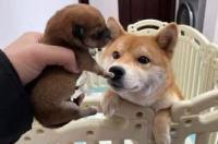 中型犬适合猎犬吗？ 猎兔犬适合家养吗