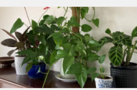 植物清除空气中的致癌毒素