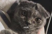 宠物猫咪怎么邮寄啊？ 猫咪邮寄用什么方式